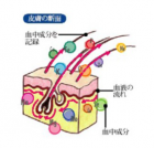 毛髪ミネラル検査