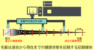 毛髪ミネラル検査