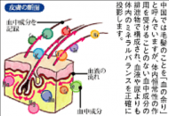 毛髪ミネラル検査