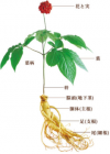 天然の高麗人参19年もの